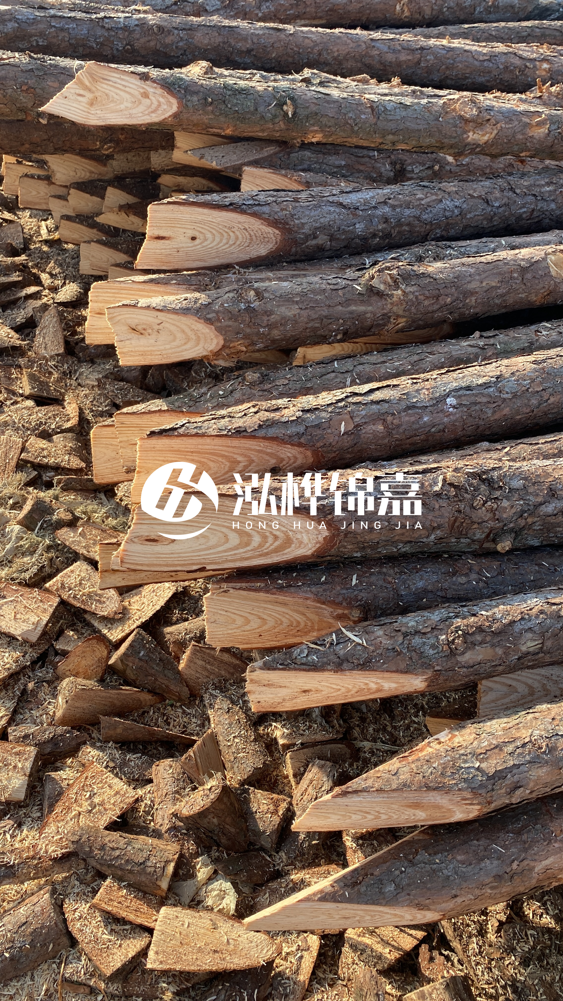 松木樁怎么分辨好壞？學會這幾招，輕松分辨松木樁好壞不踩雷！